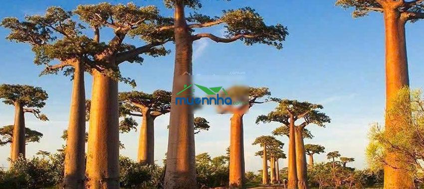 Vin home hóc môn mở bán giai đoạn 1 - lịch biểu thanh toán linh hoạt - chiết khấu khủng
