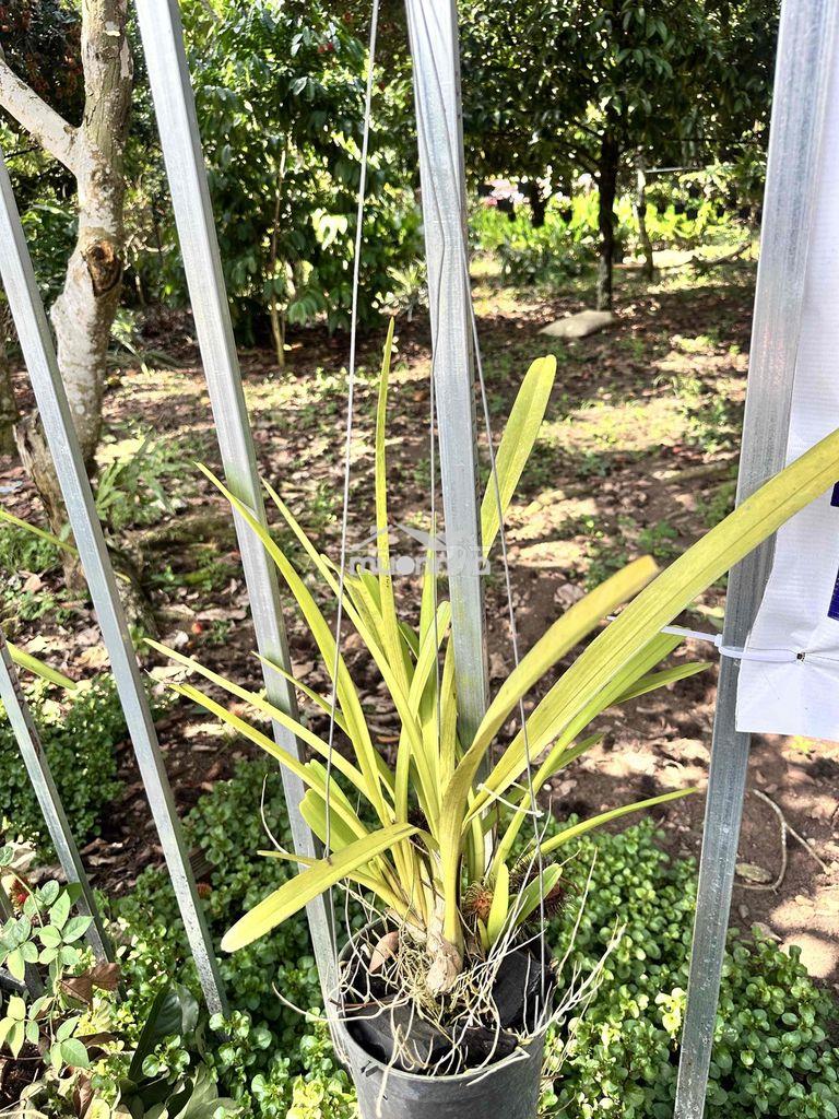 Mặt tiền nhựa lớn ngay cổng khu công ngiệp bình lộc, long khánh siêu - 2
