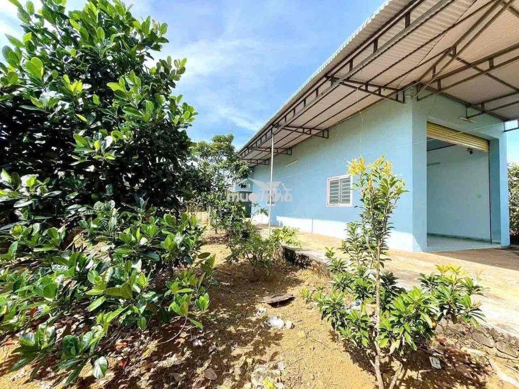 Chú 3 kẹt tiền vừa bán vườn vừa tặng nhà - 2