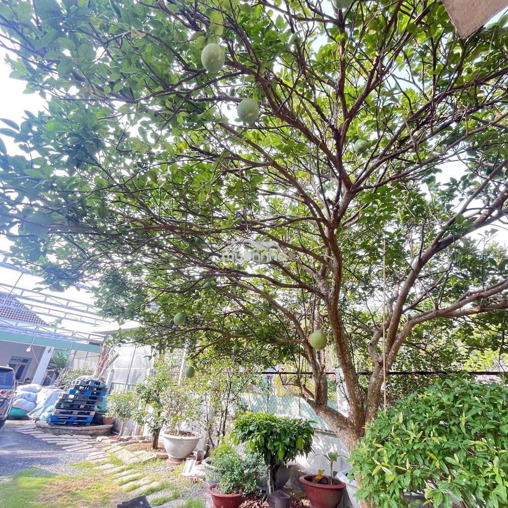 🏡Bán nhà vườn🏡 mặt tiền nhựa an thạnh thuận an bình dương - 4