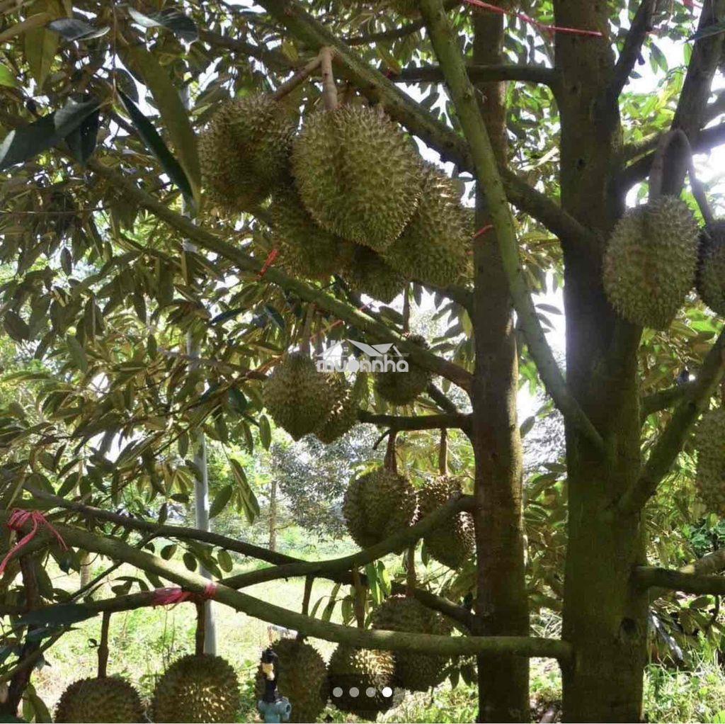 Vườn trái cây long khánh - 4