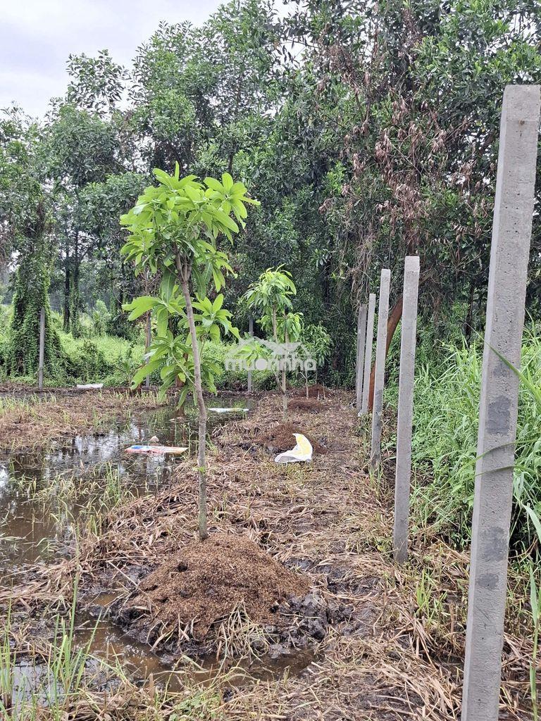 Bán đất xã lê minh xuân, bình chánh gần đường vành đai 3, giá 2.8tr/m2
