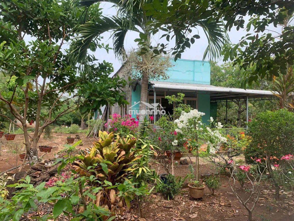 Bán gấp nhà vườn cây trái - 3