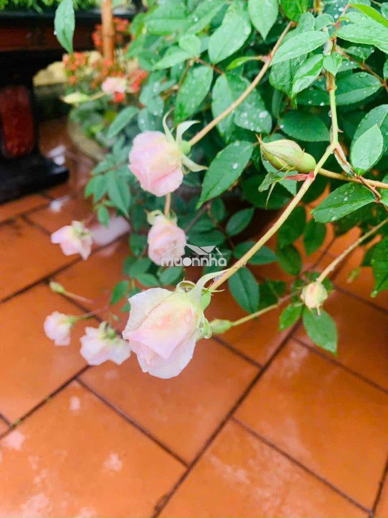 Cho thuê nhà đường lê trọng tấn : 4 x 15 m đúc 1 trệt , 1 lầu  2 pn - 2