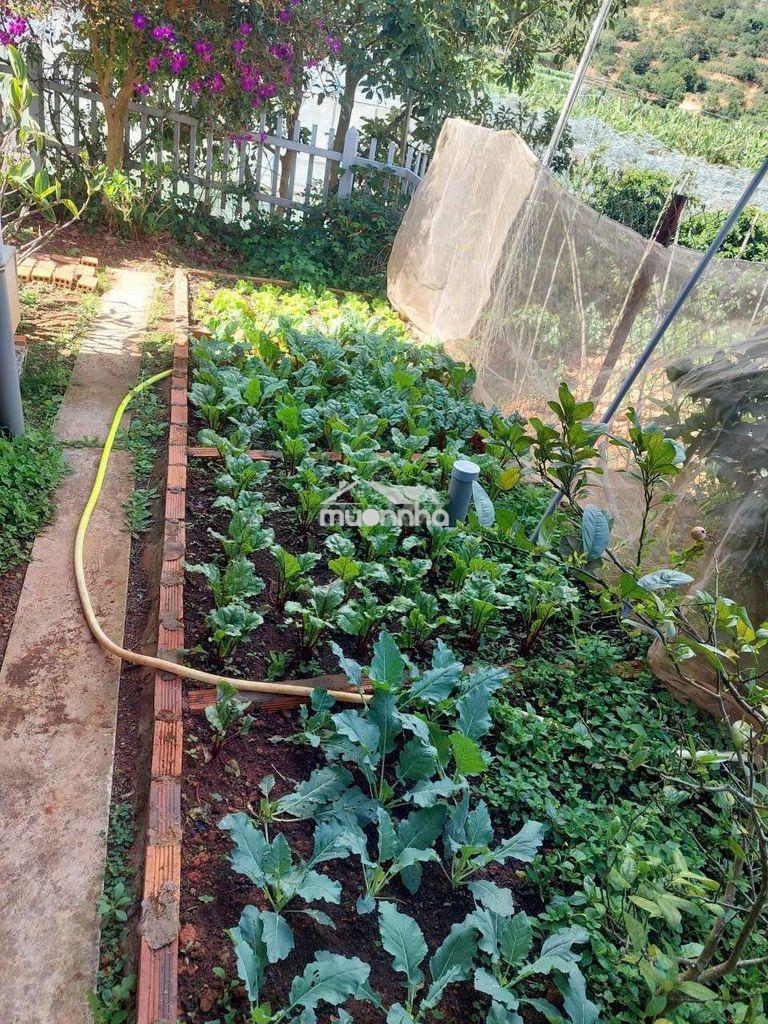 Nhà vườn nghĩ dưỡng view đẹp 2 phòng ngủ cầu đất - 3