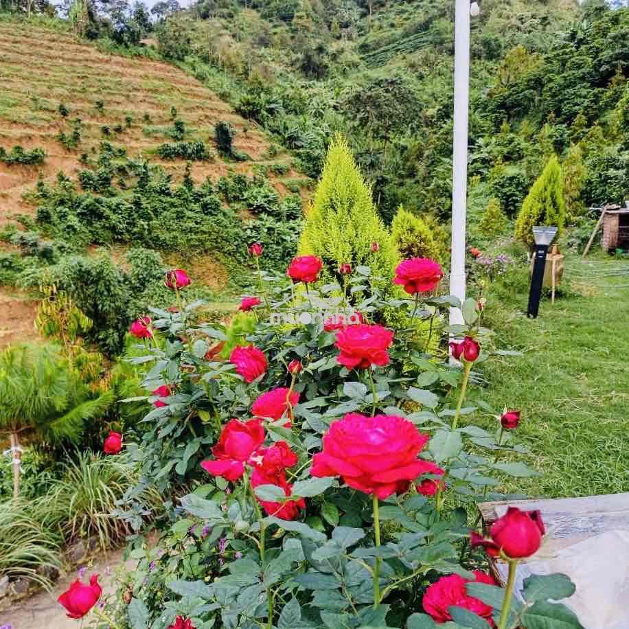 Nhà săn mây đầy đủ tiện nghi và nội thất đẹp diện tích gần 1ha giá 3ti - 4