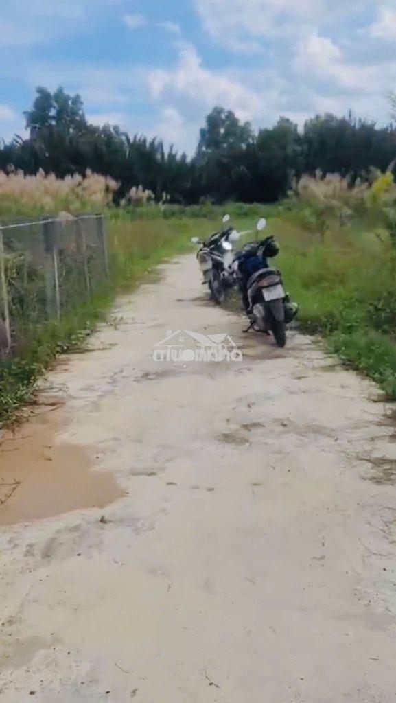 🌿 Bán đất nhà vườn 500m²cần giuộc–gần long hậu, đường ô tô tới tận đất - 2