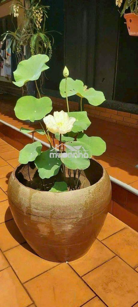Cho thuê nhà đường lê trọng tấn : 4 x 15 m đúc 1 trệt , 1 lầu 2 pn