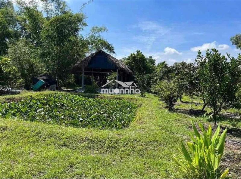 Cần bán gấp lô đất full thổ cư
