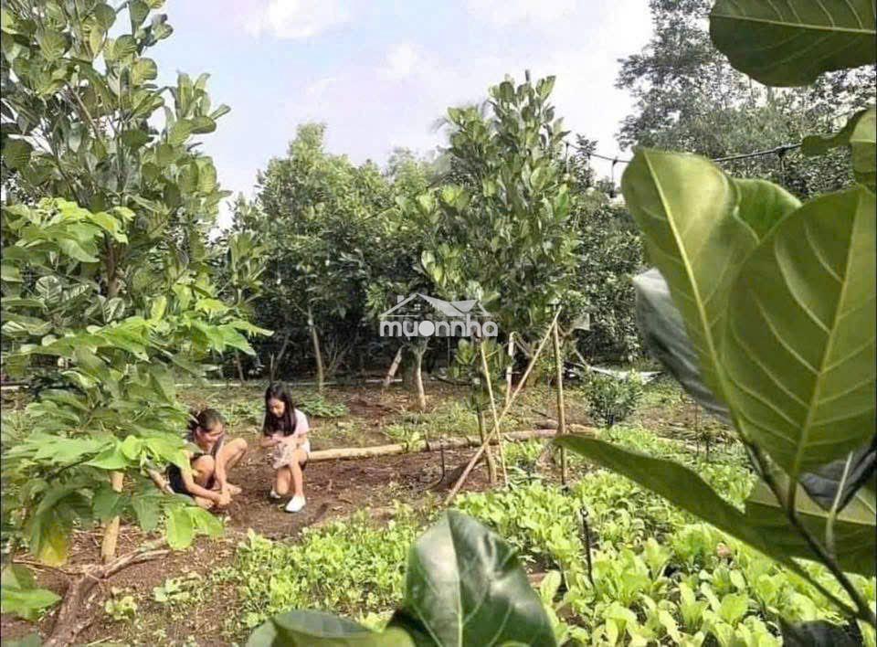 Đất vườn có thổ cư xây nhà  - 2