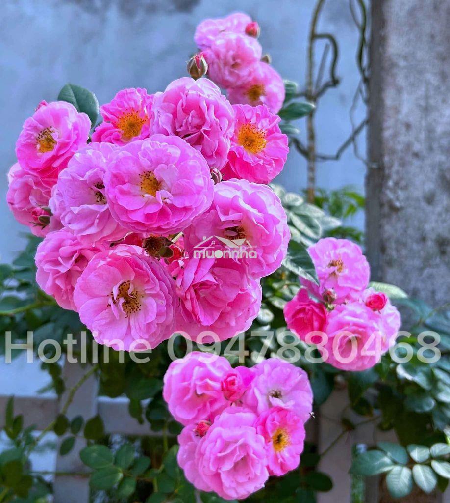 Cho thuê phòng trọ dĩ an,ngay khu công nghiệp sóng thần - 2