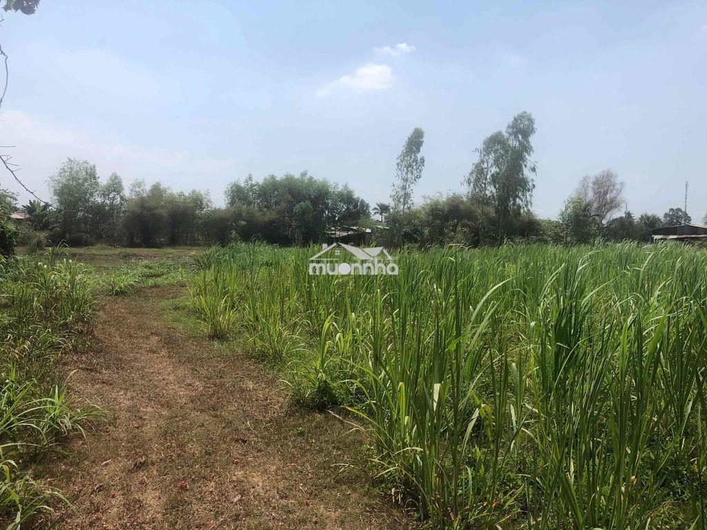 Bán đất vườn mặt tiền đường nhựa 12m (nguyễn thị quá) - 3