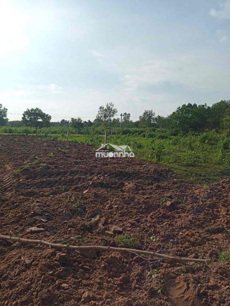 1000m2 qh full thổ - 2