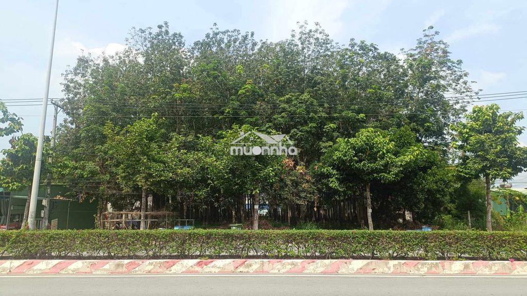 Đất 2 mặt tiền hùng vương 1106m2,  p tây nam hcm (bến cát, bd cũ) - 2
