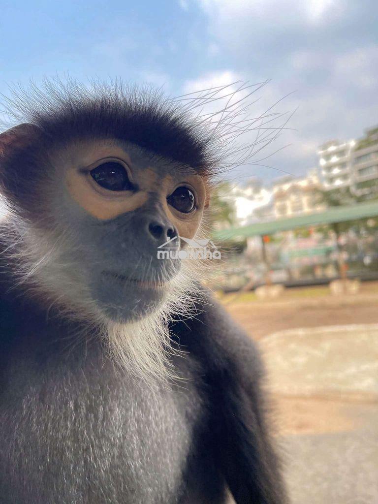 Cần tiền trả nợ- bán đất gấp - 2
