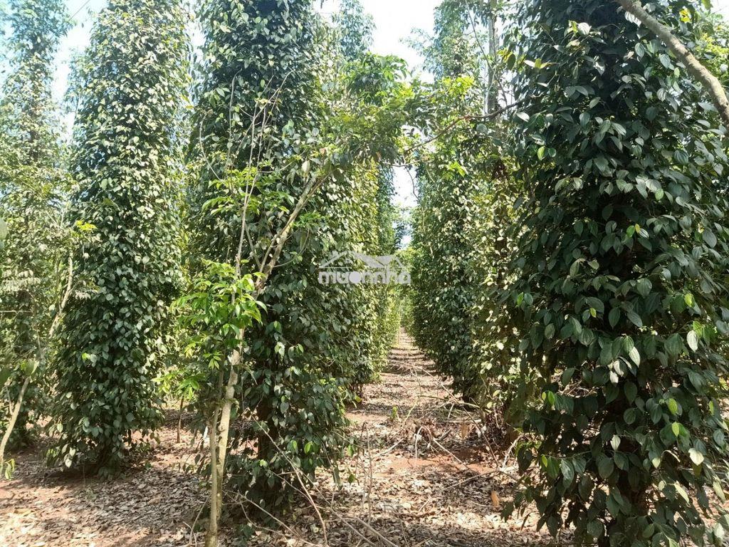 850tr cho 1000m2 đất nông nghiệp có 1 phần thổ cư ngay tại cẩm mỹ - 2