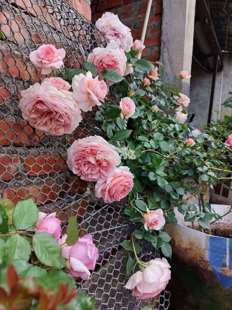Cho thuê phòng trọ dĩ an,ngay khu công nghiệp sóng thần - 3