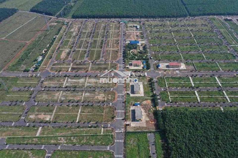 🏡 Đức phát 3 – đất nền tiềm năng tại trung tâm bàu bàng, bình dương ✨