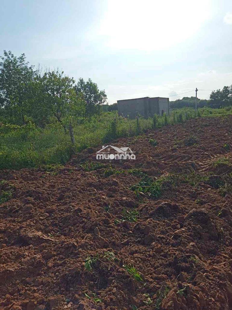 1000m2 qh full thổ - 3