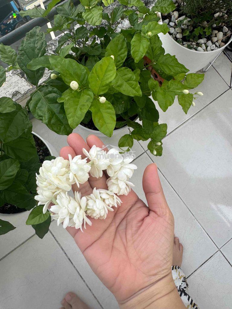 Cho thuê tầng 1 biệt thự hin lam (20x20) giá 50 tr - 3