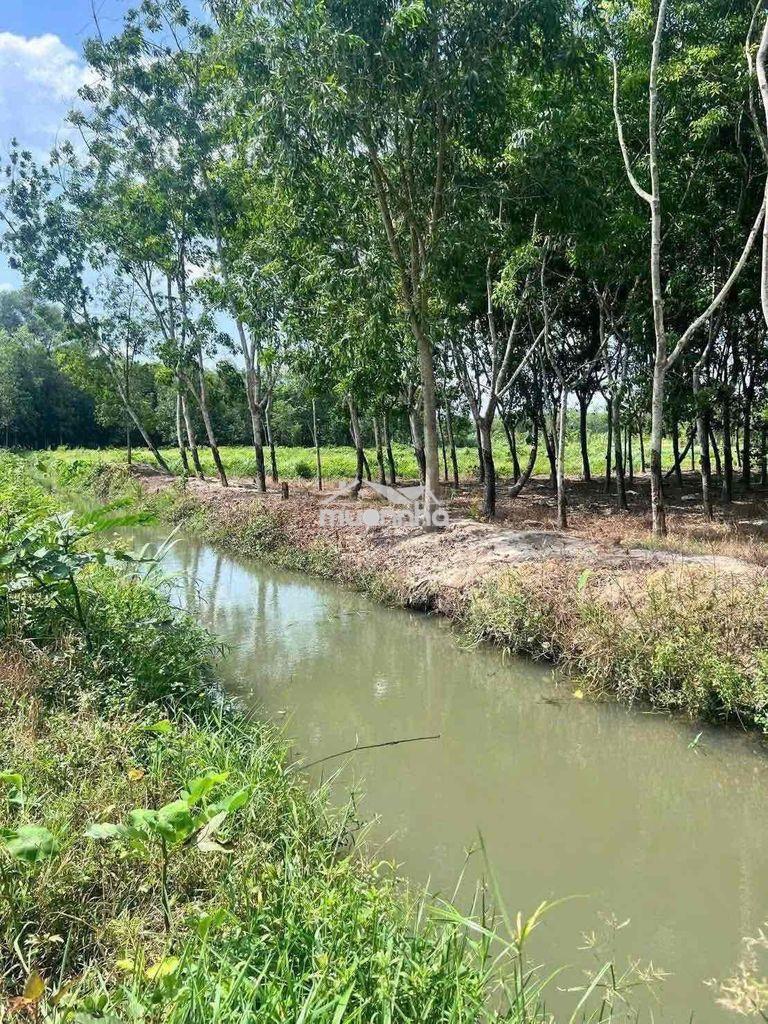 Bán mãnh sào 5.166m2 có sẵn thổ cư 100m - 4