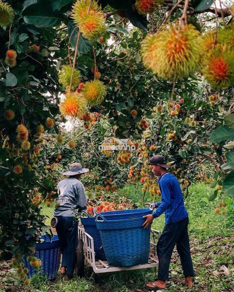 🌳Bán gấp vườn chôm chôm ngon gần ngã tư dầu giây – giá chỉ 1,2 tỷ/sào🍃 - 2