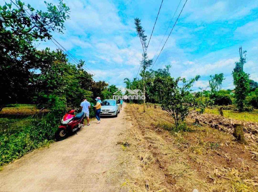 Đất sào- phủ hồng- giá rẻ - 3