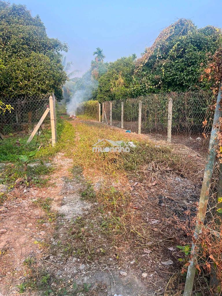Chủ thua độ bán gấp vườn trái cây an sơn thuận an - 3