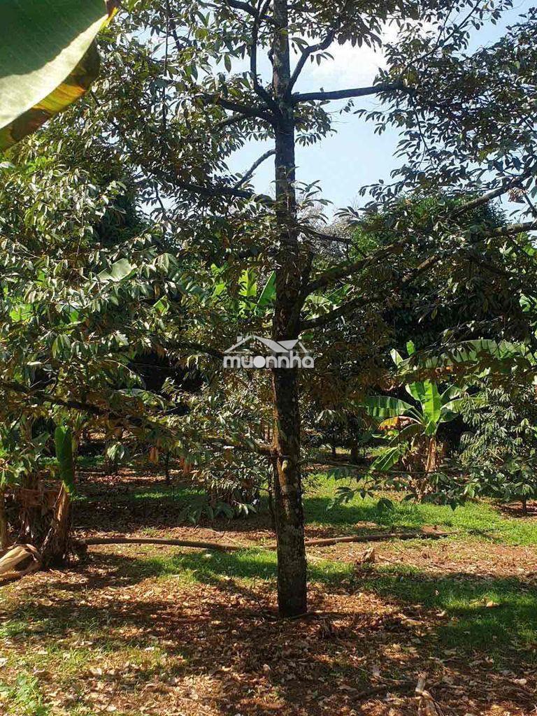 [Hot] mảnh vườn 2000m2 có sẵn 100 thổ cư chỉ 2tỷ350 tại long khánh - 3