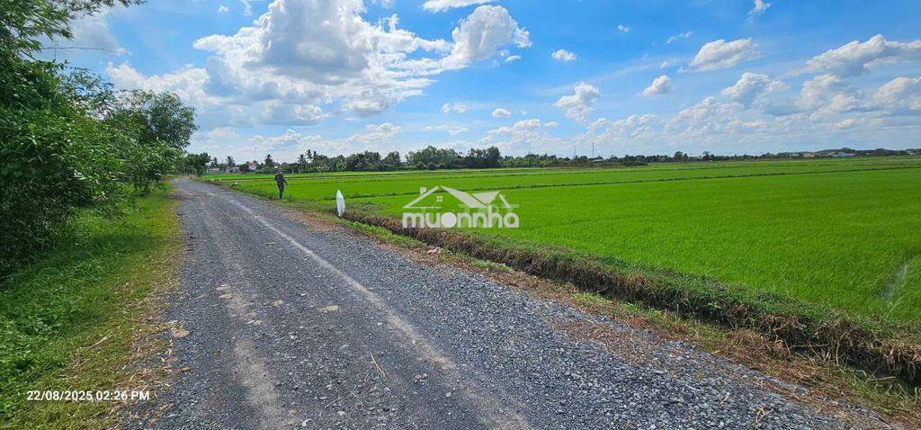 1.1ha lúa - 80m mặt tiền đường nhựa 819 - 2