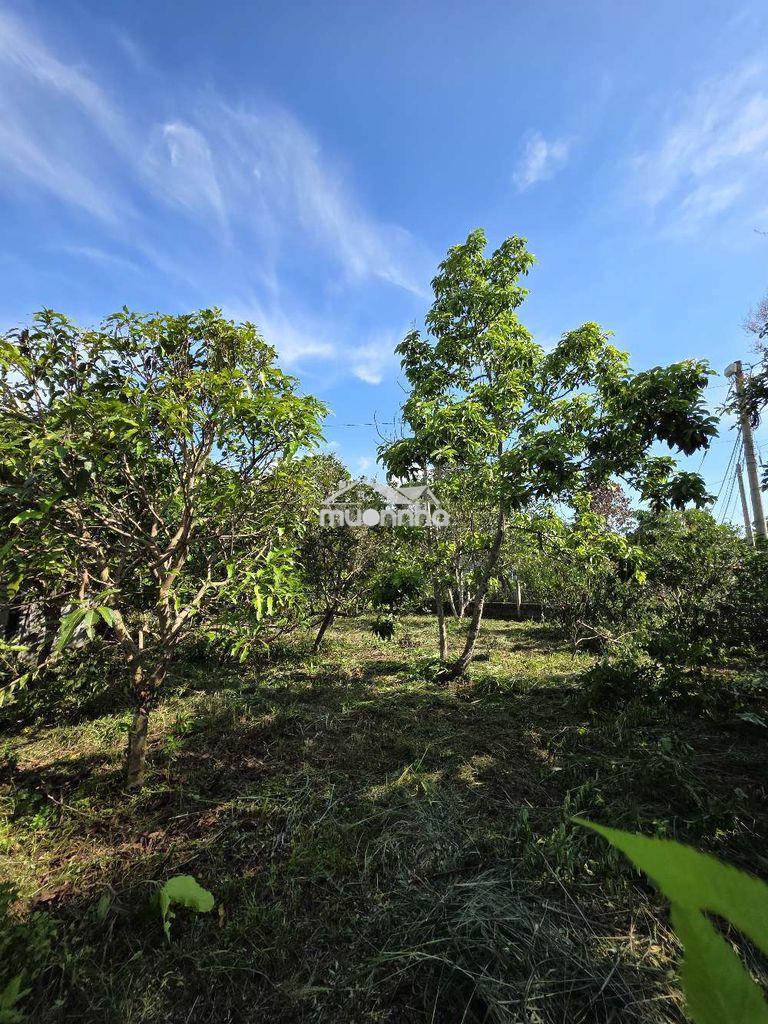 Giá rẻ hơn 4ty - gần 900m2 - trang trại cây ăn trái - gần vành đai 4 - 4