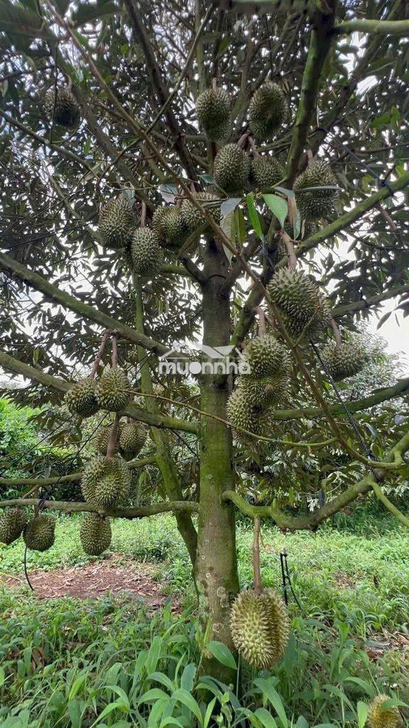 Mình chính chủ ngộp ngân hàng cần bán - 3
