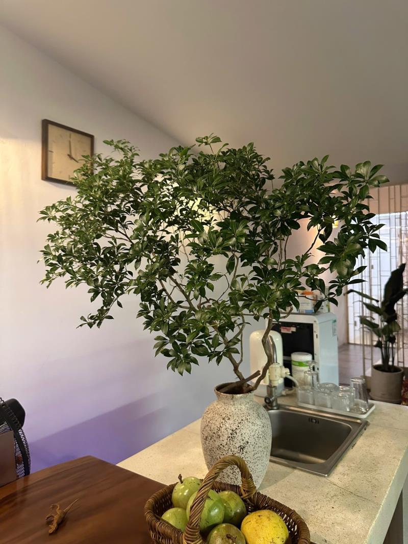 🏡 Cho thuê căn hộ 1pn – ban công – chu văn an, bình thạnh - gần hutech , uef - 4