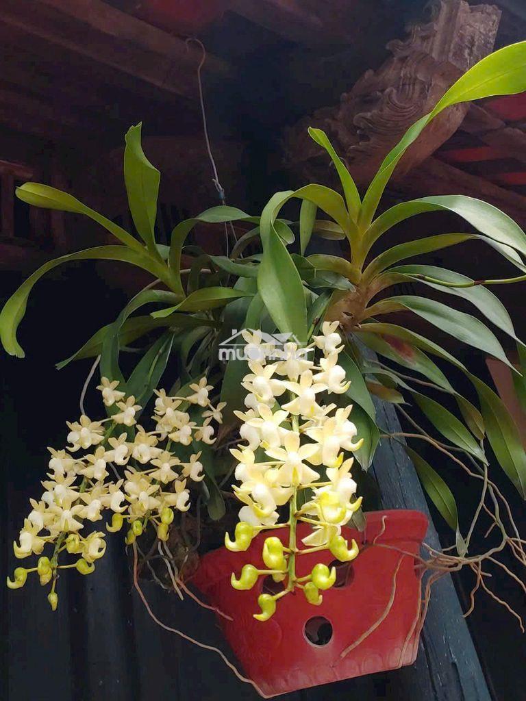 Cho thuê nhà lê thúc hoạch 4 x 20 m đúc 3 lầu hẻm 6 m - 2