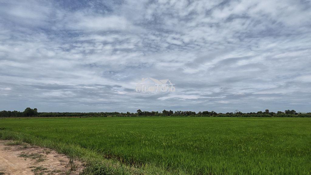 3,5 mẫu mặt tiền ô tô, cách dự án lộ tân an- tân ninh đức huệ 500m. - 3
