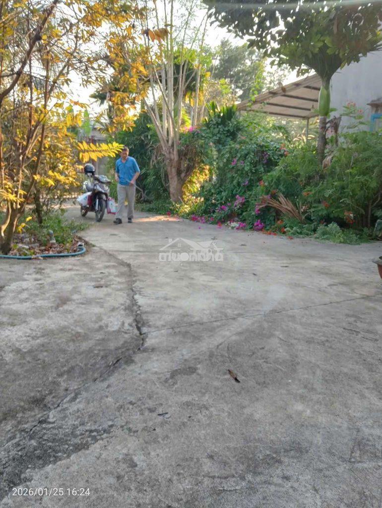 Bán nhà vườn đẹp 1.017m² nhiều mai vàng xuân lộc, giá chỉ 1,5 tỷ - Ảnh 2