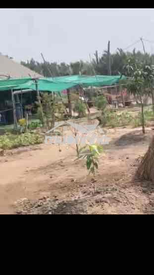 Bán đất 1000m2 huyện bình khánh , cần giờ