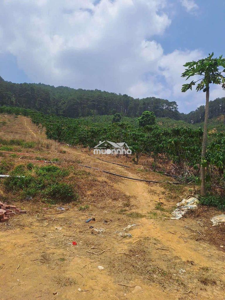 Cần bán vườn cà phê ngay bên khu sinh thái hồ kala , di linh - Ảnh 3