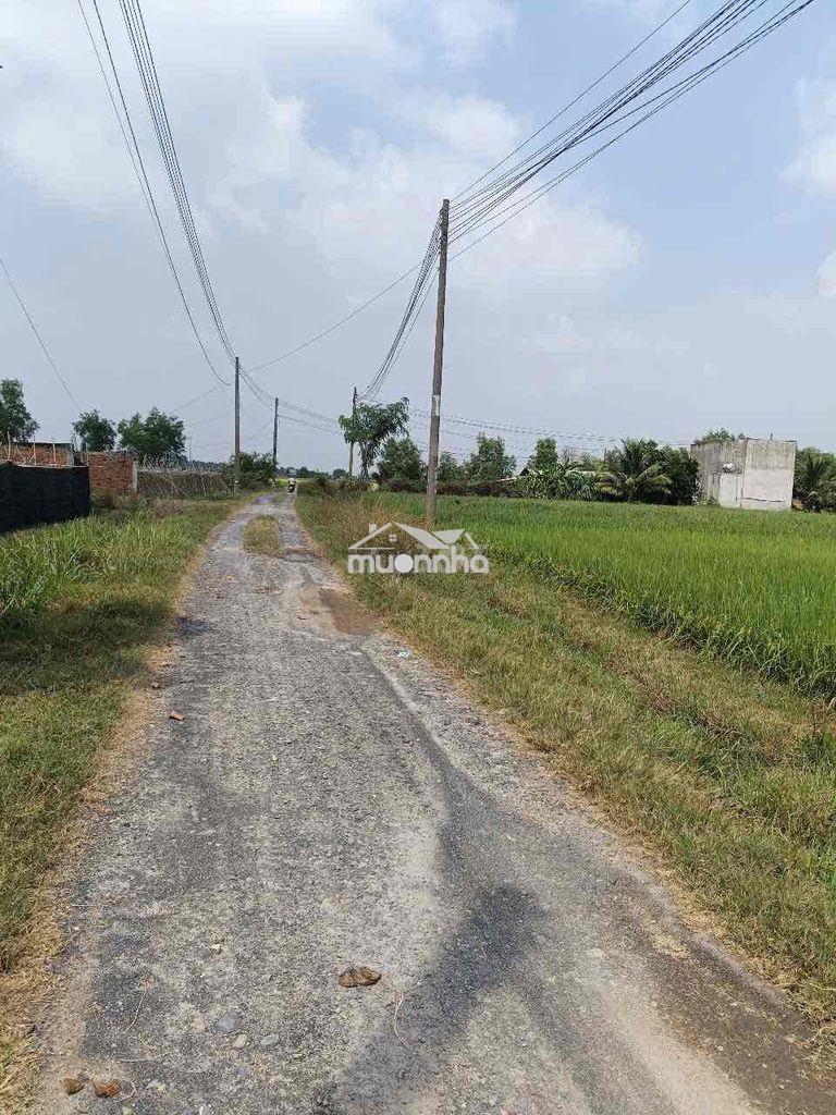 Cần bán đất - Ảnh 3